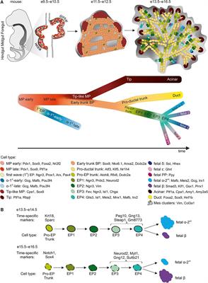 Endocrine Pancreas Development and Dysfunction Through the Lens of Single-Cell RNA-Sequencing